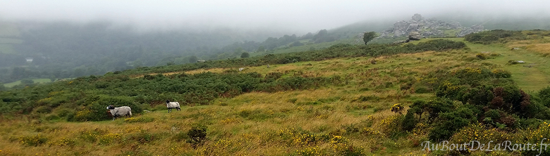 Jour 6, Parc National du Dartmoor