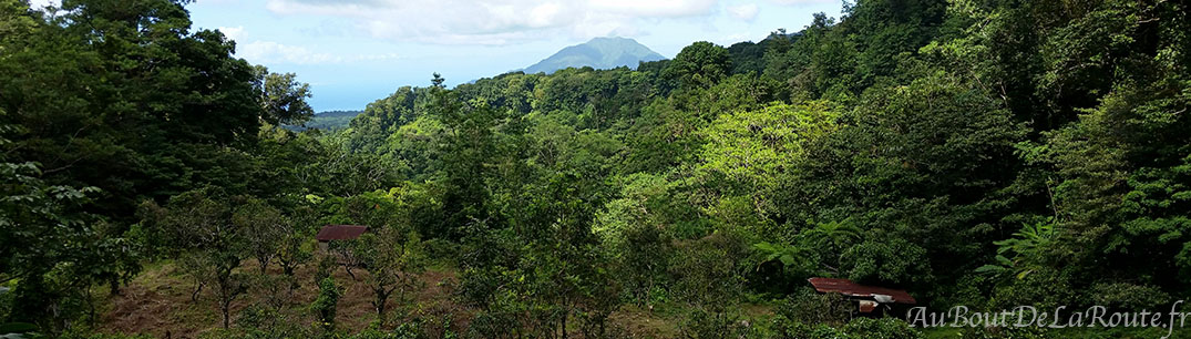 Jour 3, Au cœur de la forêt primaire