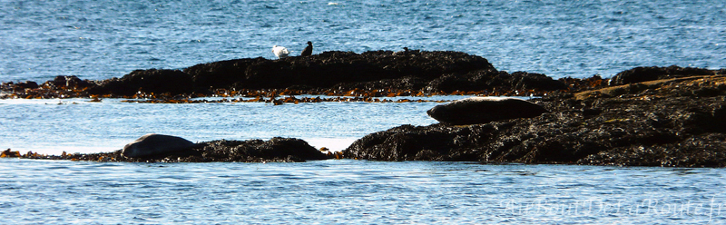 Phoques noirs à Svalbarð