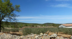 Garrigue muret