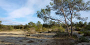 Garrigue