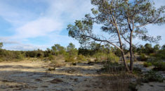 Garrigue