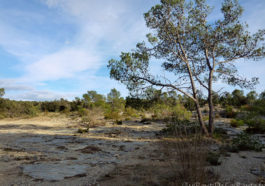 Garrigue