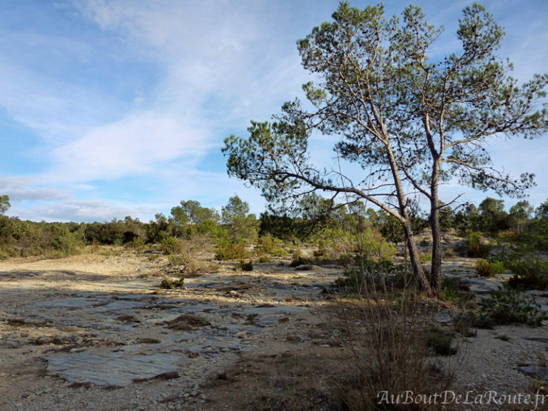 Garrigue