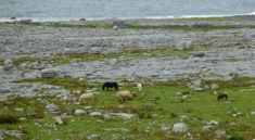 Chevaux du Burren