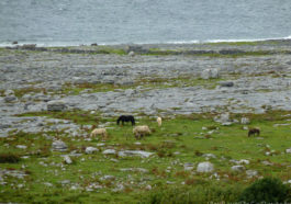 Chevaux du Burren