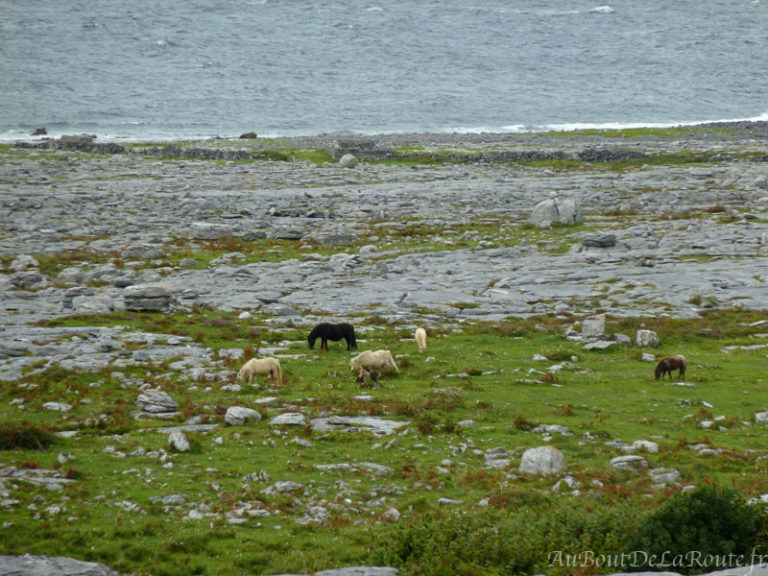 Chevaux du Burren